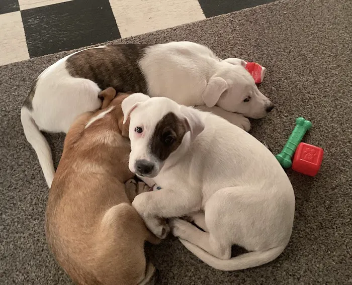 Independence Animal Hospital 4