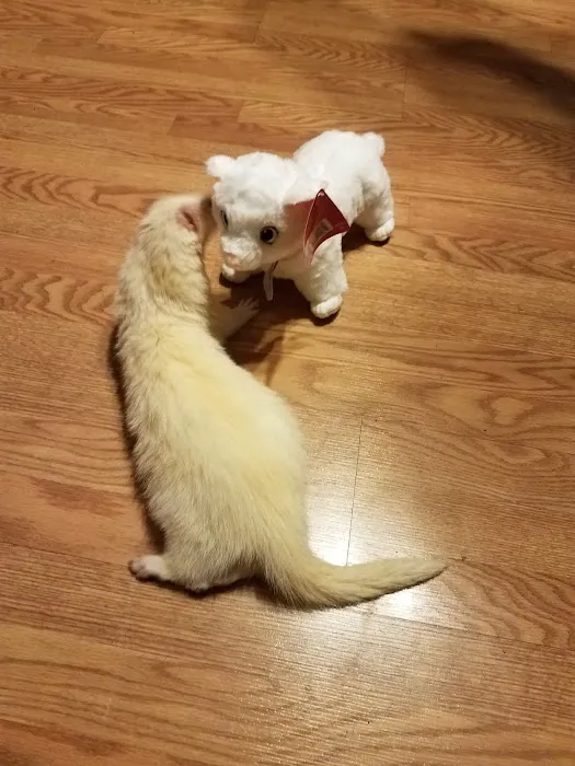 Independence Animal Hospital 1