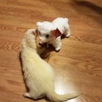 Independence Animal Hospital ico