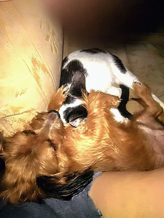 Caney Vet Clinic 4