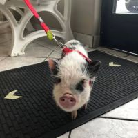 Newbury Park Veterinary Clinic ico