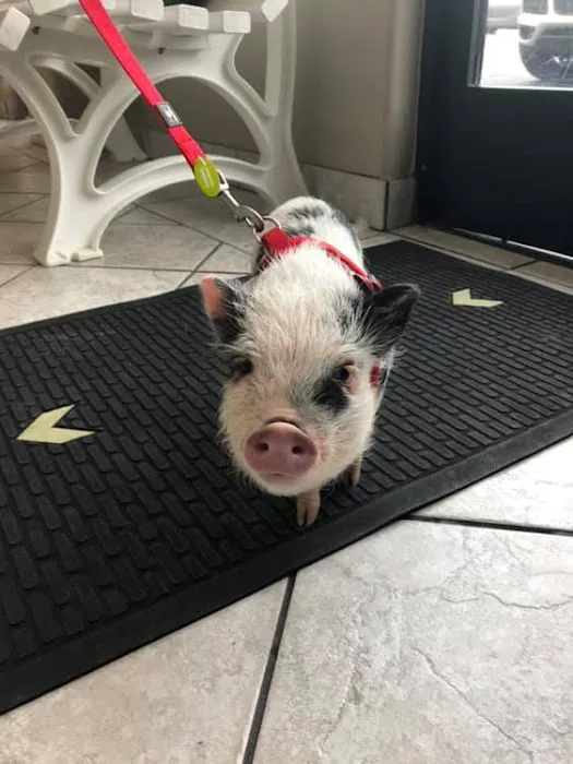 Newbury Park Veterinary Clinic: Canan Richard T DVM 1