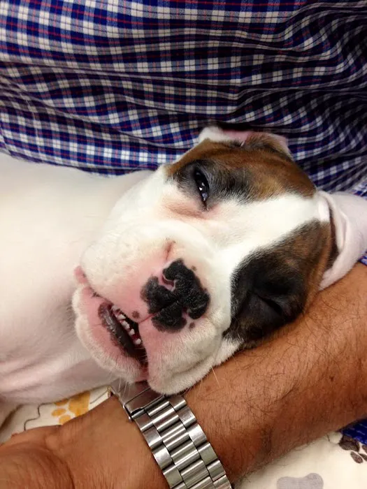 Newbury Park Veterinary Clinic: Canan Richard T DVM 2