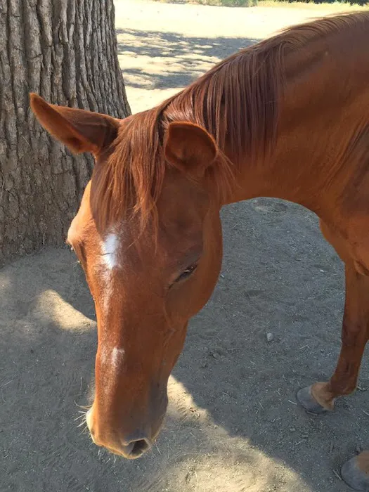 Newbury Park Veterinary Clinic: Canan Richard T DVM 6