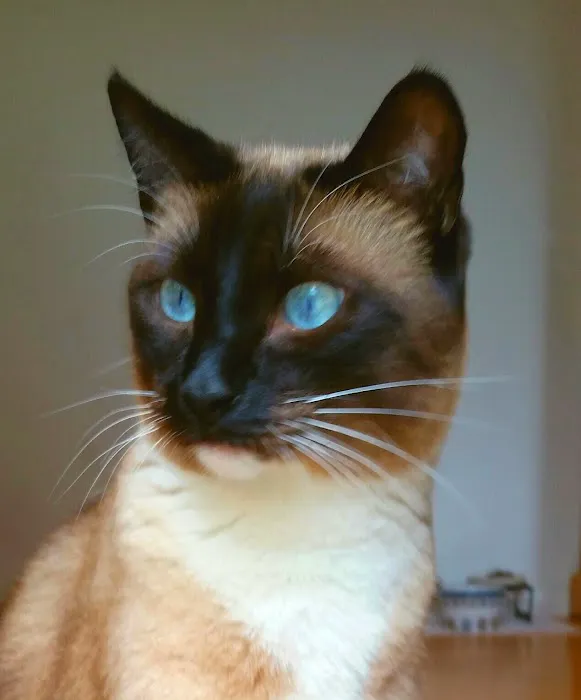 Newbury Park Veterinary Clinic: Canan Richard T DVM 9