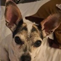 Caring Hands Veterinary Hospital ico