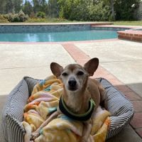 Veterinary Specialty and Emergency Center of Thousand Oaks ico