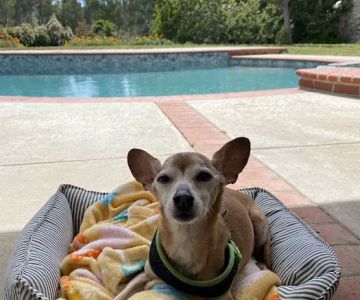 Veterinary Specialty and Emergency Center of Thousand Oaks