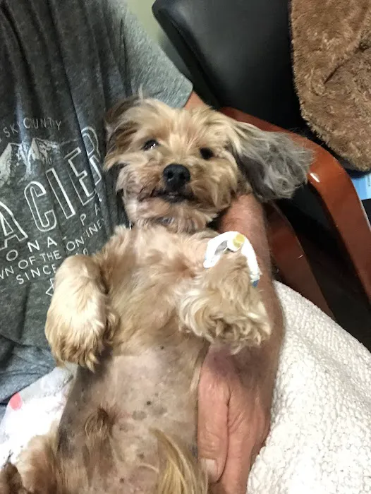 Veterinary Specialty and Emergency Center of Thousand Oaks 6