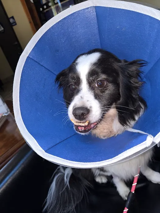 Veterinary Specialty and Emergency Center of Thousand Oaks 5