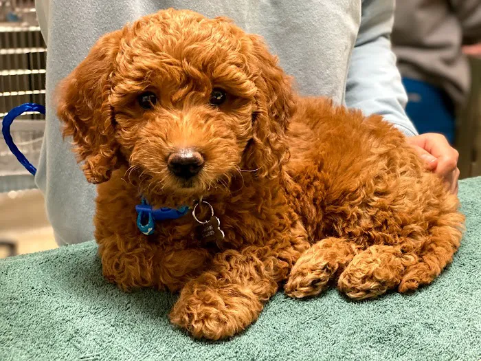 Animal Hospital of Thousand Oaks 4