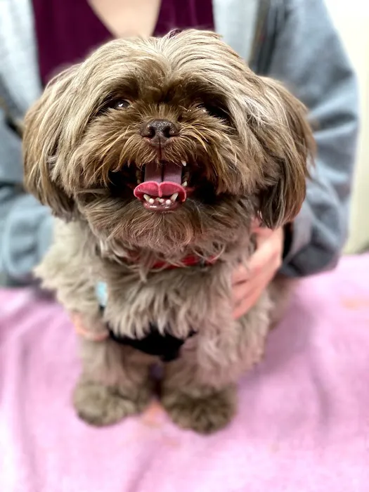 Animal Hospital of Thousand Oaks 1