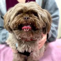 Animal Hospital of Thousand Oaks ico