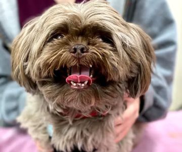 Animal Hospital of Thousand Oaks