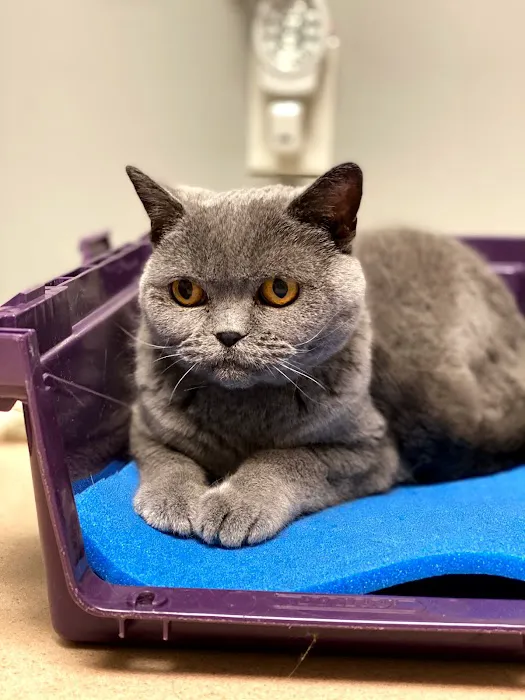 Animal Hospital of Thousand Oaks 8