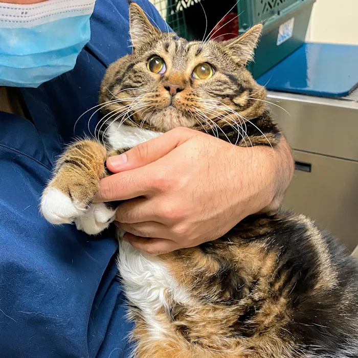 Animal Hospital of Thousand Oaks 10