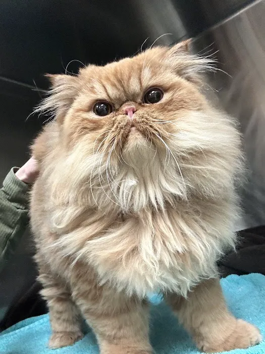 Animal Hospital of Thousand Oaks 6