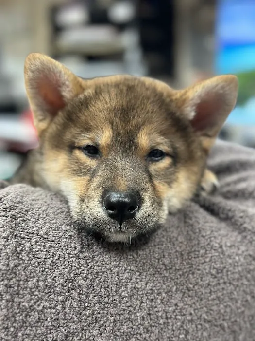 Animal Hospital of Thousand Oaks 5