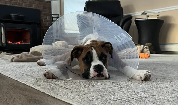 Milford Veterinary Hospital 8
