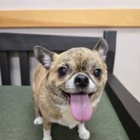 Milford Veterinary Hospital ico