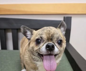 Milford Veterinary Hospital