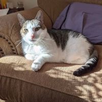 Town & Country Animal Hospital ico