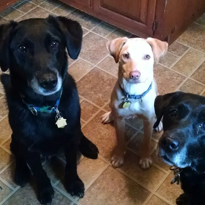 Town & Country Animal Hospital 5