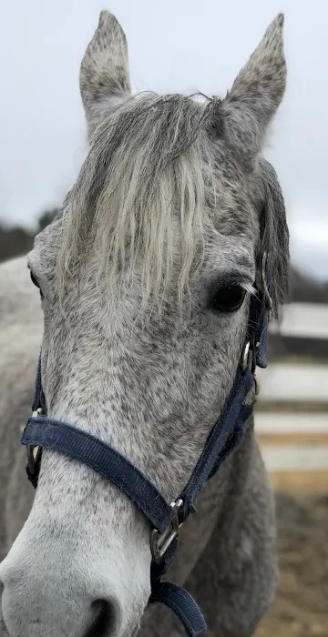 LAVender Veterinary Services 9