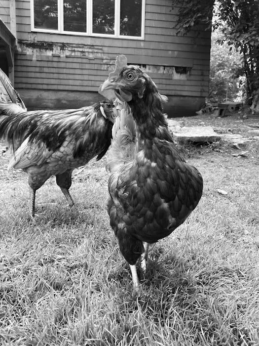 LAVender Veterinary Services 8