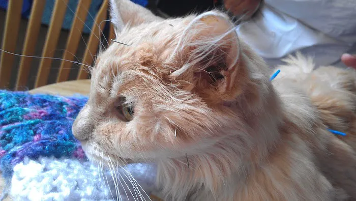 Holistic Animal Wellness - Veterinary Care 3