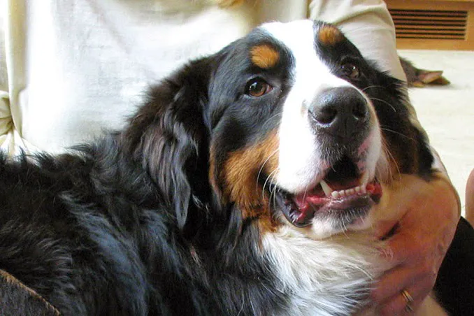 Holistic Animal Wellness - Veterinary Care 4