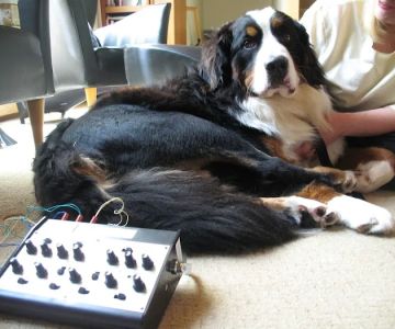 Holistic Animal Wellness - Veterinary Care