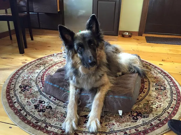 Holistic Animal Wellness - Veterinary Care 6