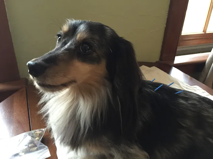 Holistic Animal Wellness - Veterinary Care 8