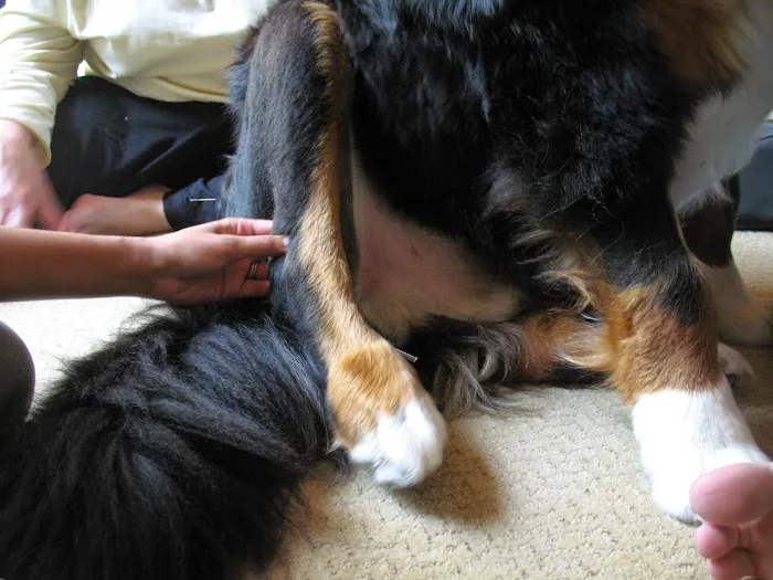 Holistic Animal Wellness - Veterinary Care 7