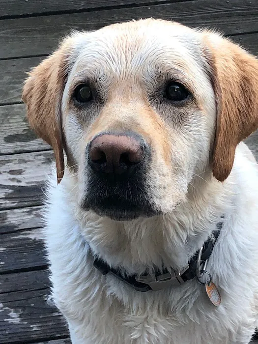 Brookline Animal Hospital, A Thrive Pet Healthcare Partner 6
