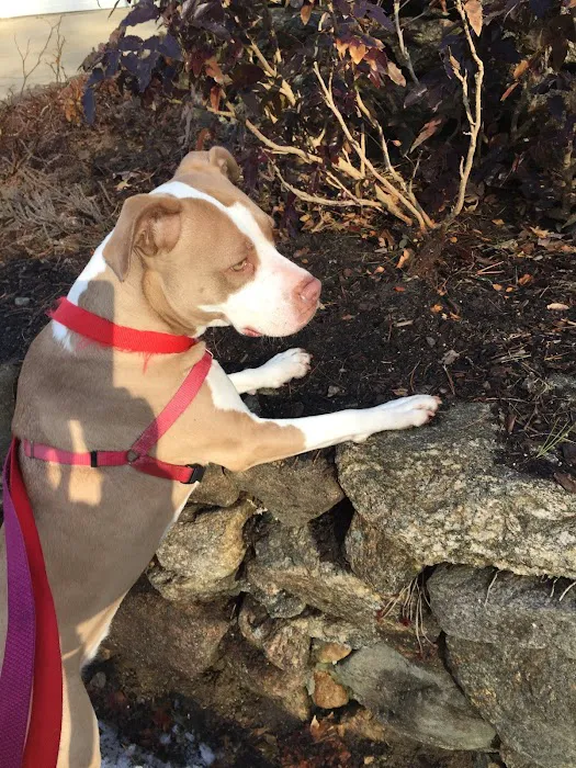 Brookline Animal Hospital, A Thrive Pet Healthcare Partner 3