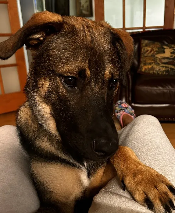Brookline Animal Hospital, A Thrive Pet Healthcare Partner 9