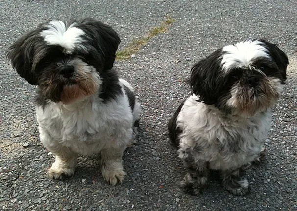 Brookline Animal Hospital, A Thrive Pet Healthcare Partner 10