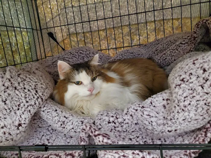 Brookline Animal Hospital, A Thrive Pet Healthcare Partner 1