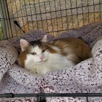 Brookline Animal Hospital, A Thrive Pet Healthcare Partner ico