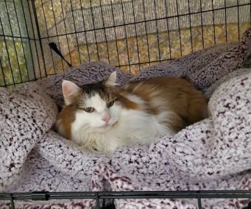 Brookline Animal Hospital, A Thrive Pet Healthcare Partner