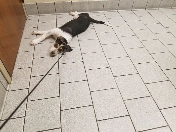 Amherst Animal Hospital 2