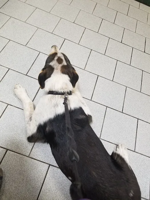 Amherst Animal Hospital 4