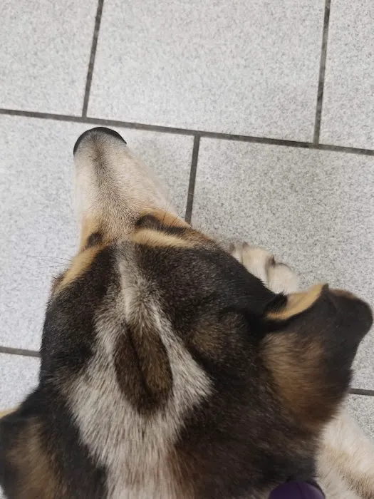 Amherst Animal Hospital 1