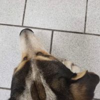 Amherst Animal Hospital ico