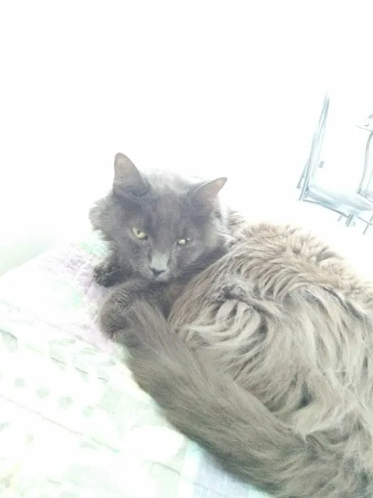 Luv My Pet Inc 1