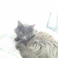 Luv My Pet Inc ico