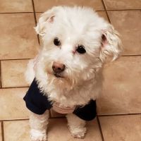 Starwood Veterinary Clinic ico
