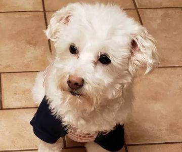Starwood Veterinary Clinic